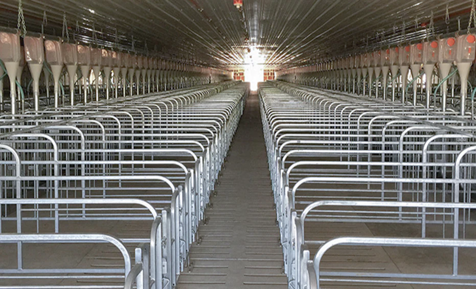 Steel Structure Pig Shed(图3)